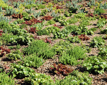 green_roof_sedum